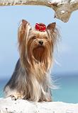 YORKSHIRE TERRIER 097